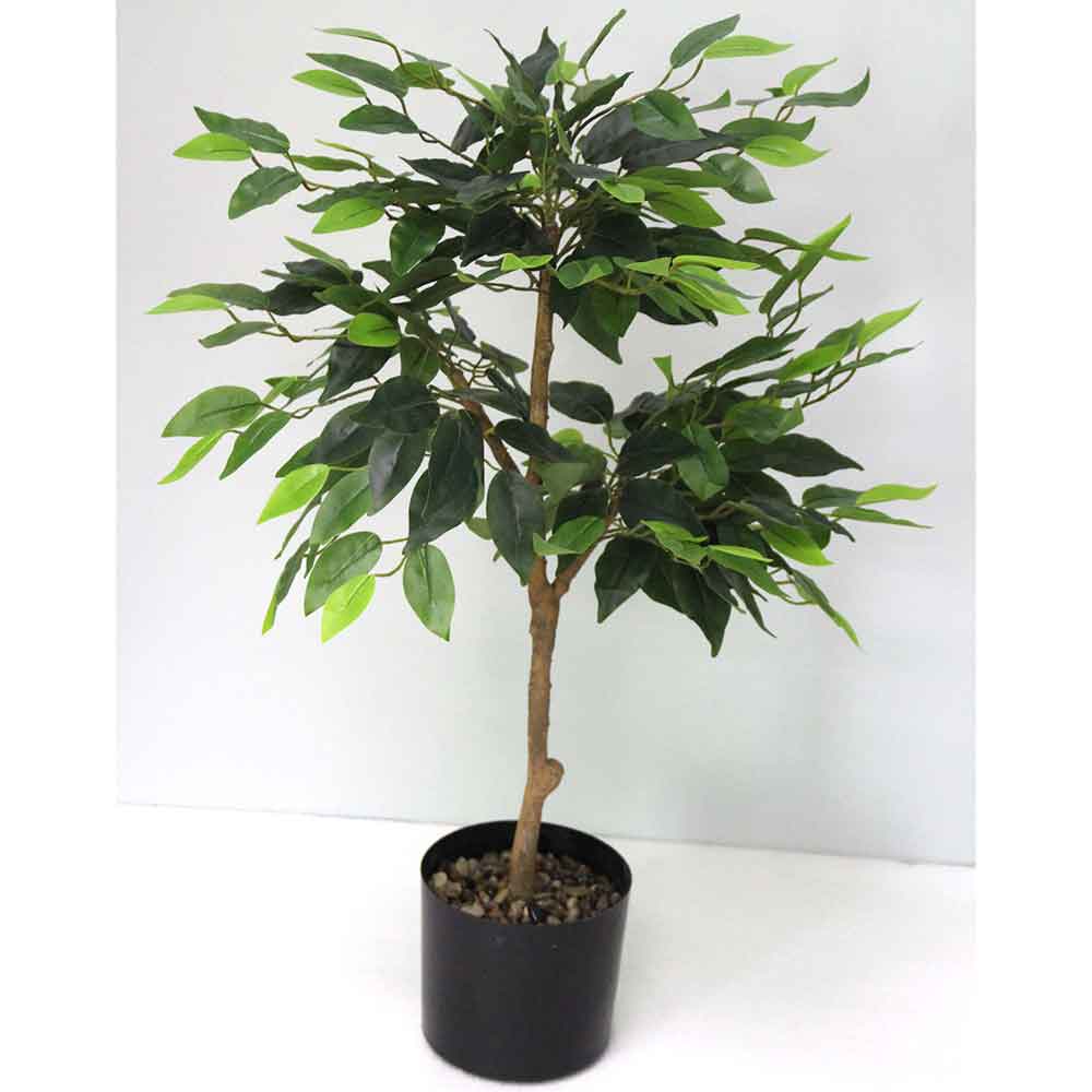 MC2541 Ficus