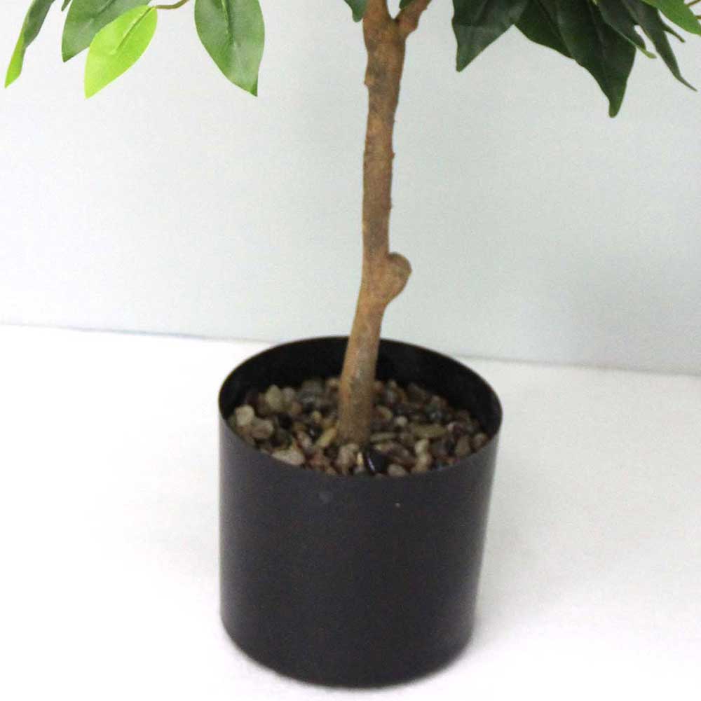 MC2541 Ficus