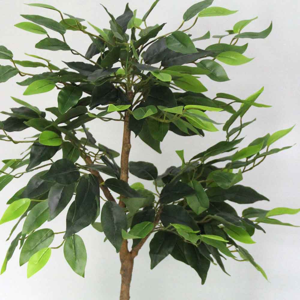 MC2541 Ficus