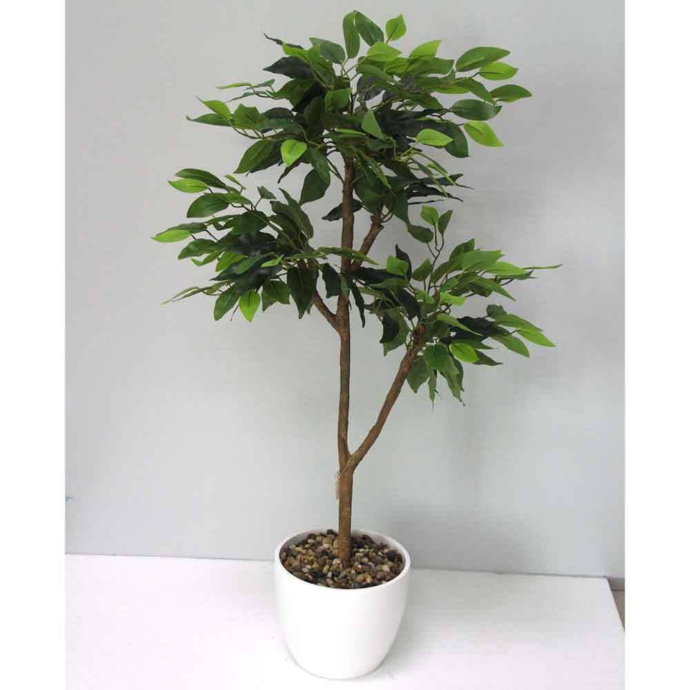 MC2542 Ficus