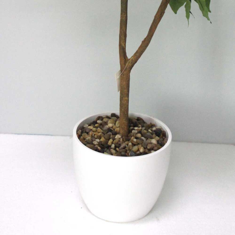 MC2542 Ficus