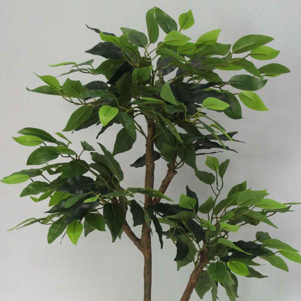 MC2542 Ficus