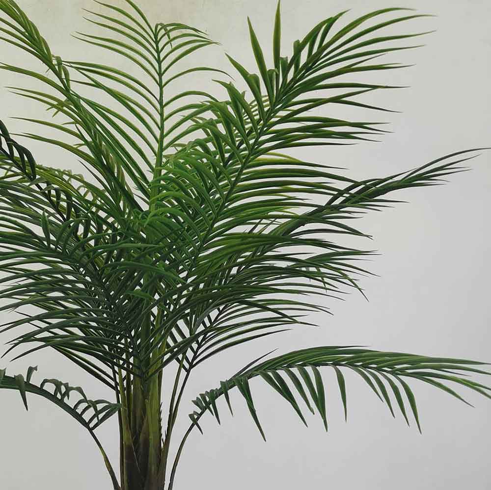 MC22-11794J Phoenix palm