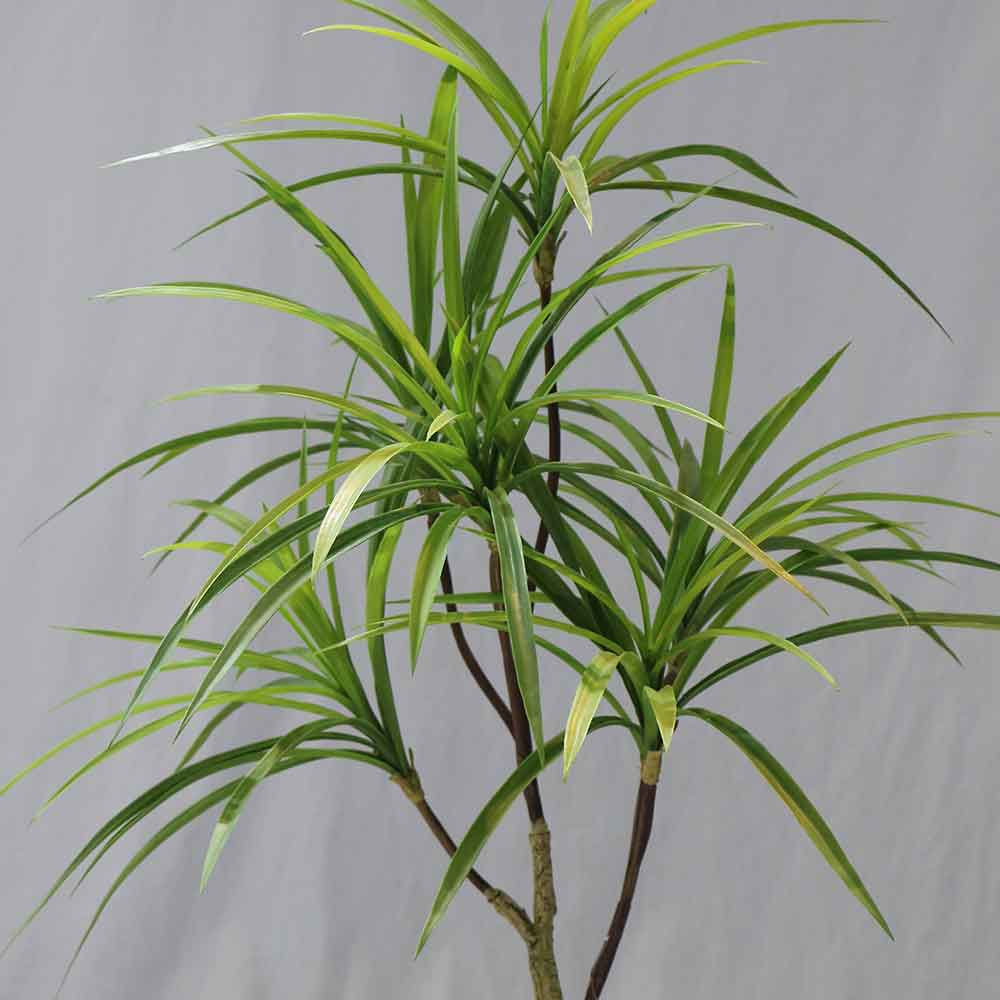 MC-76-4 Chlorophytum