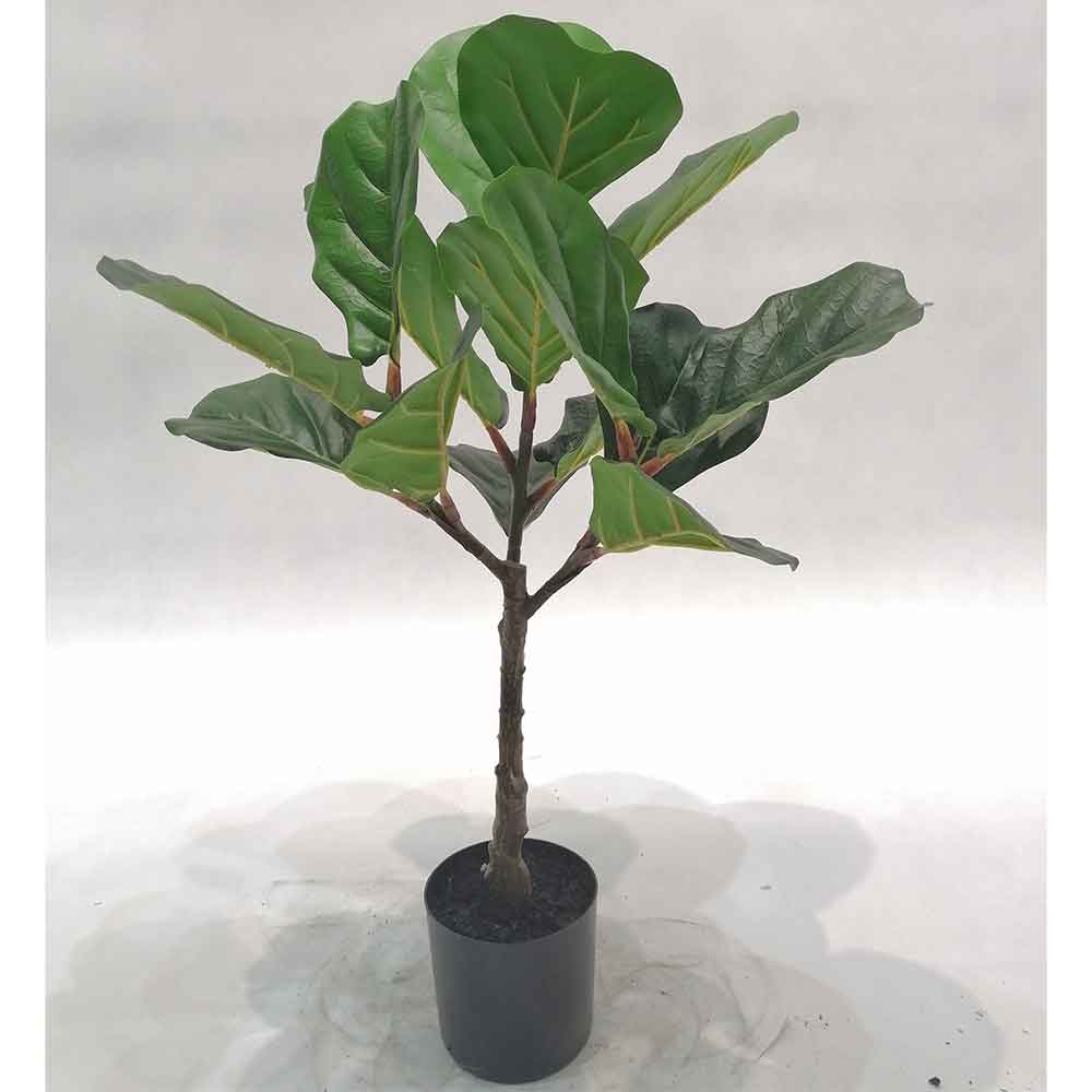 MC-111-5 Ficus lyrata