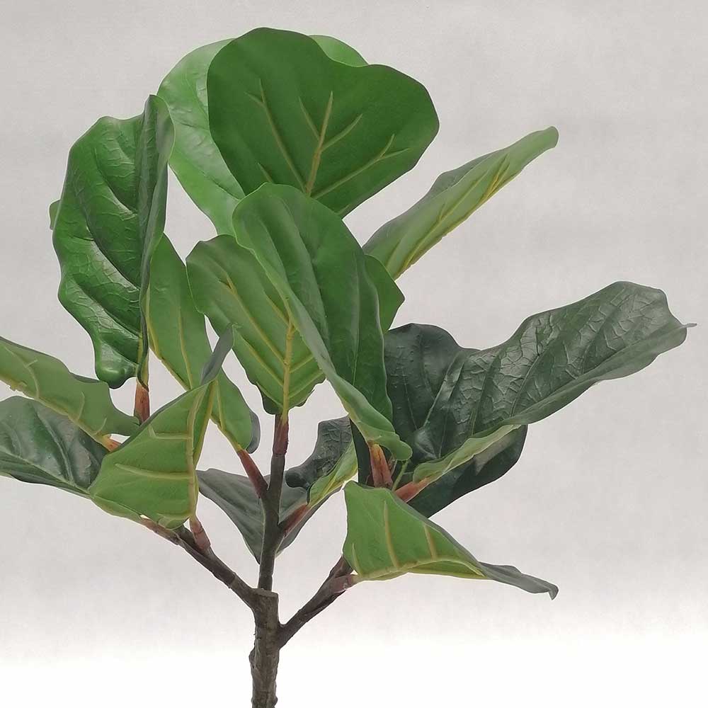 MC-111-5 Ficus lyrata