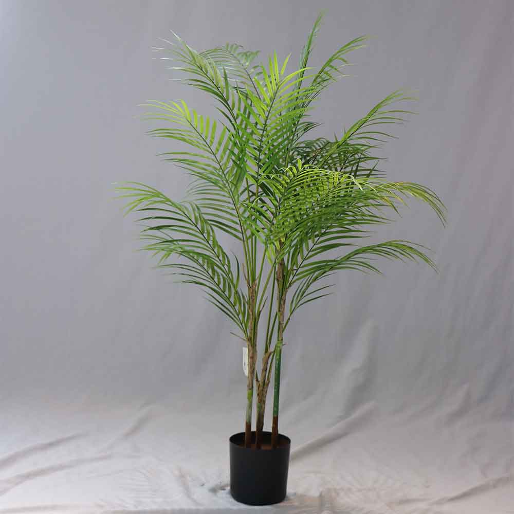 MC-658-4 Cycad palm