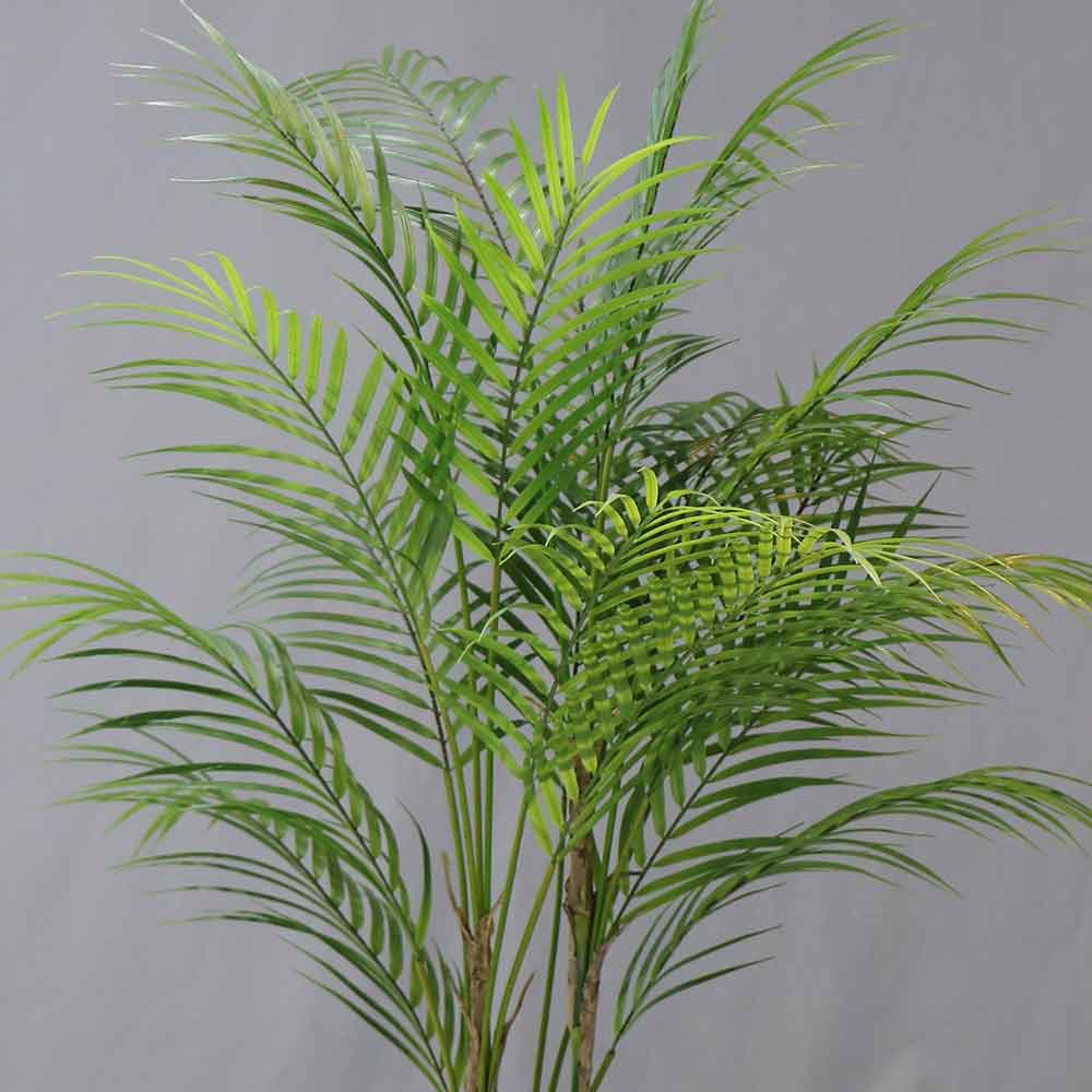 MC-658-4 Cycad palm