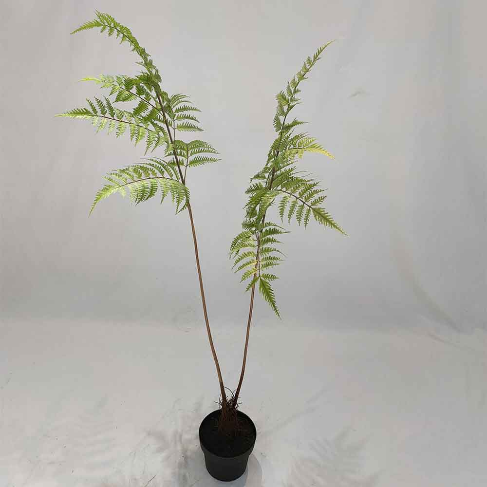 MC-100-2 Pteridophyte