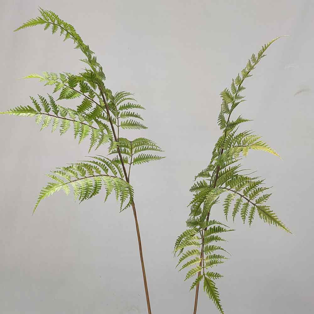 MC-100-2 Pteridophyte