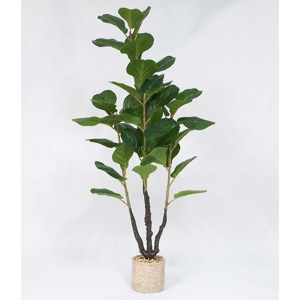 MC20-9691S Ficus lyrate