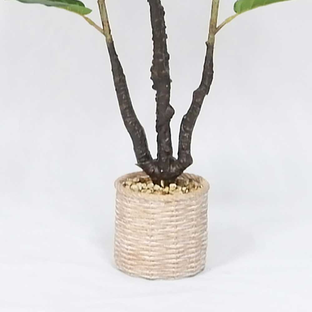 MC20-9691S Ficus lyrate