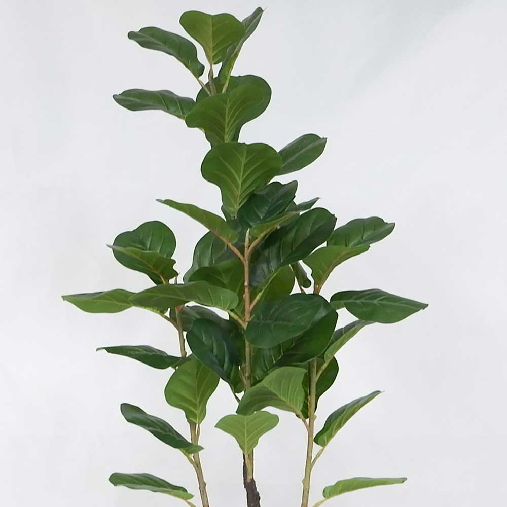 MC20-9691S Ficus lyrate