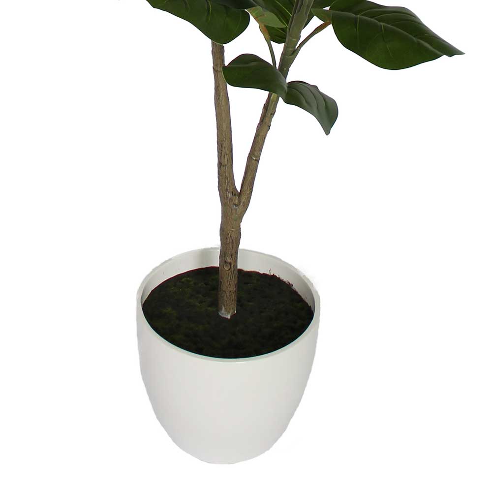 MC2987 Ficus lyrate