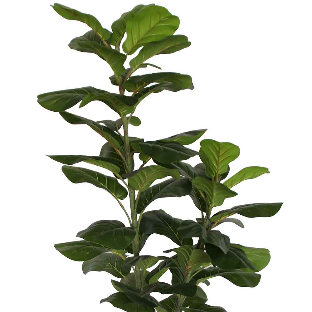 MC2987 Ficus lyrate