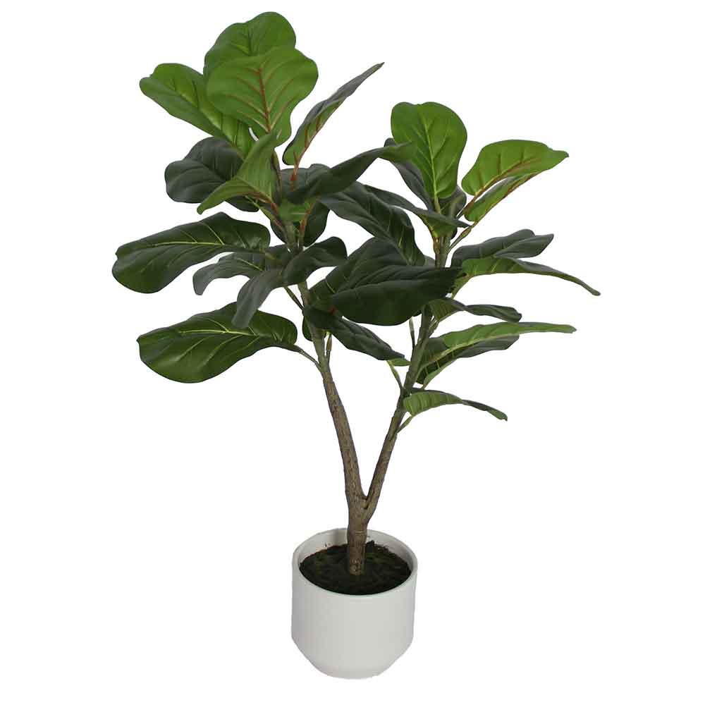 MC2985 Ficus lyrate