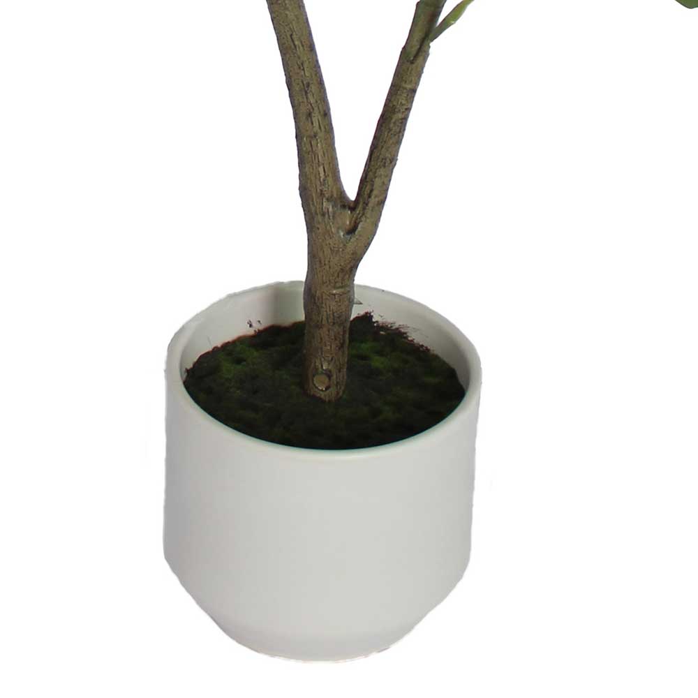 MC2985 Ficus lyrate