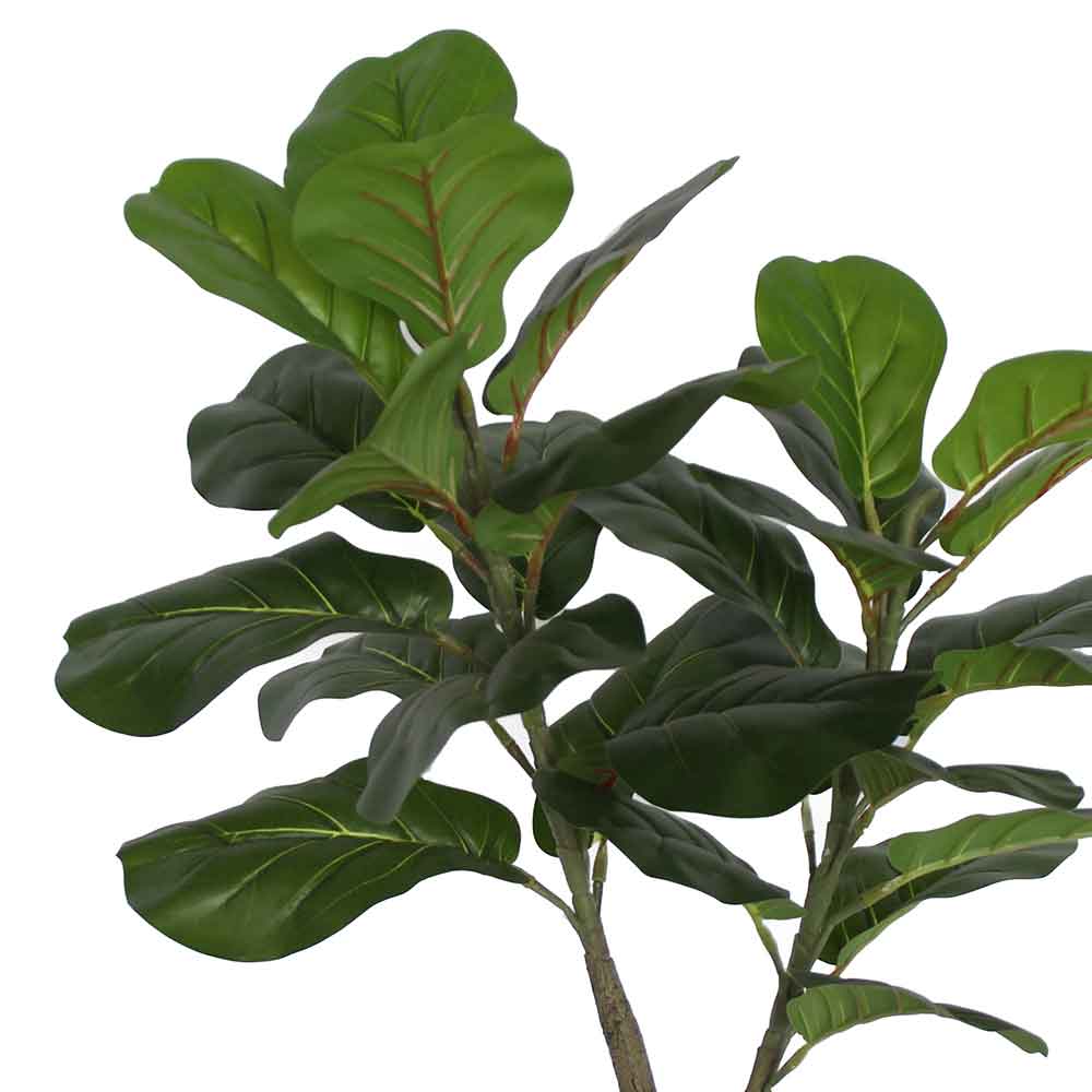 MC2985 Ficus lyrate