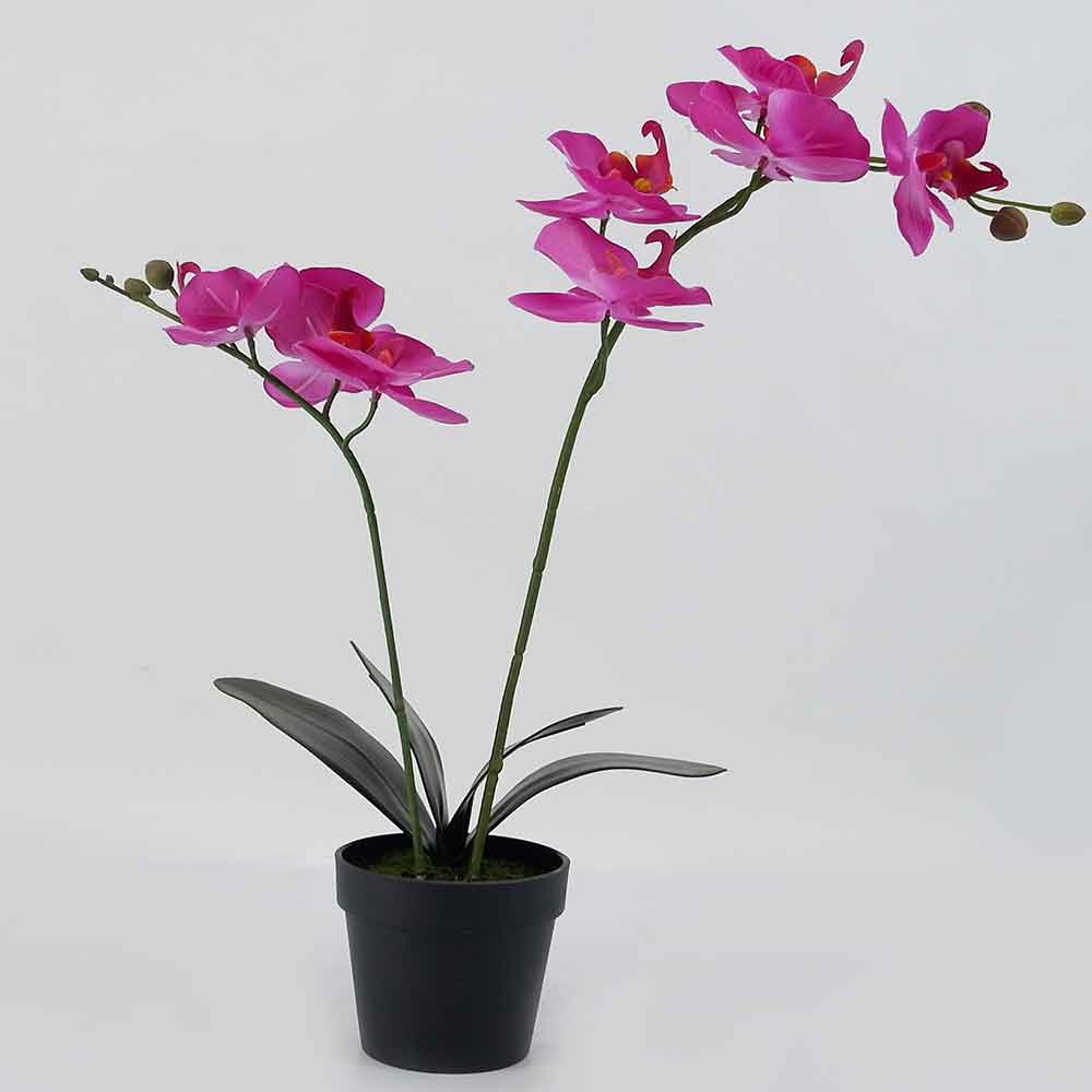 MC18-5700J Orchid