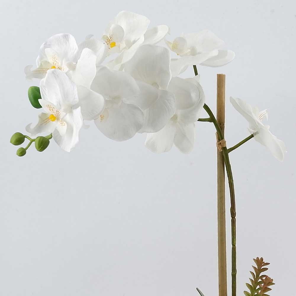 MC19-7359P Orchid