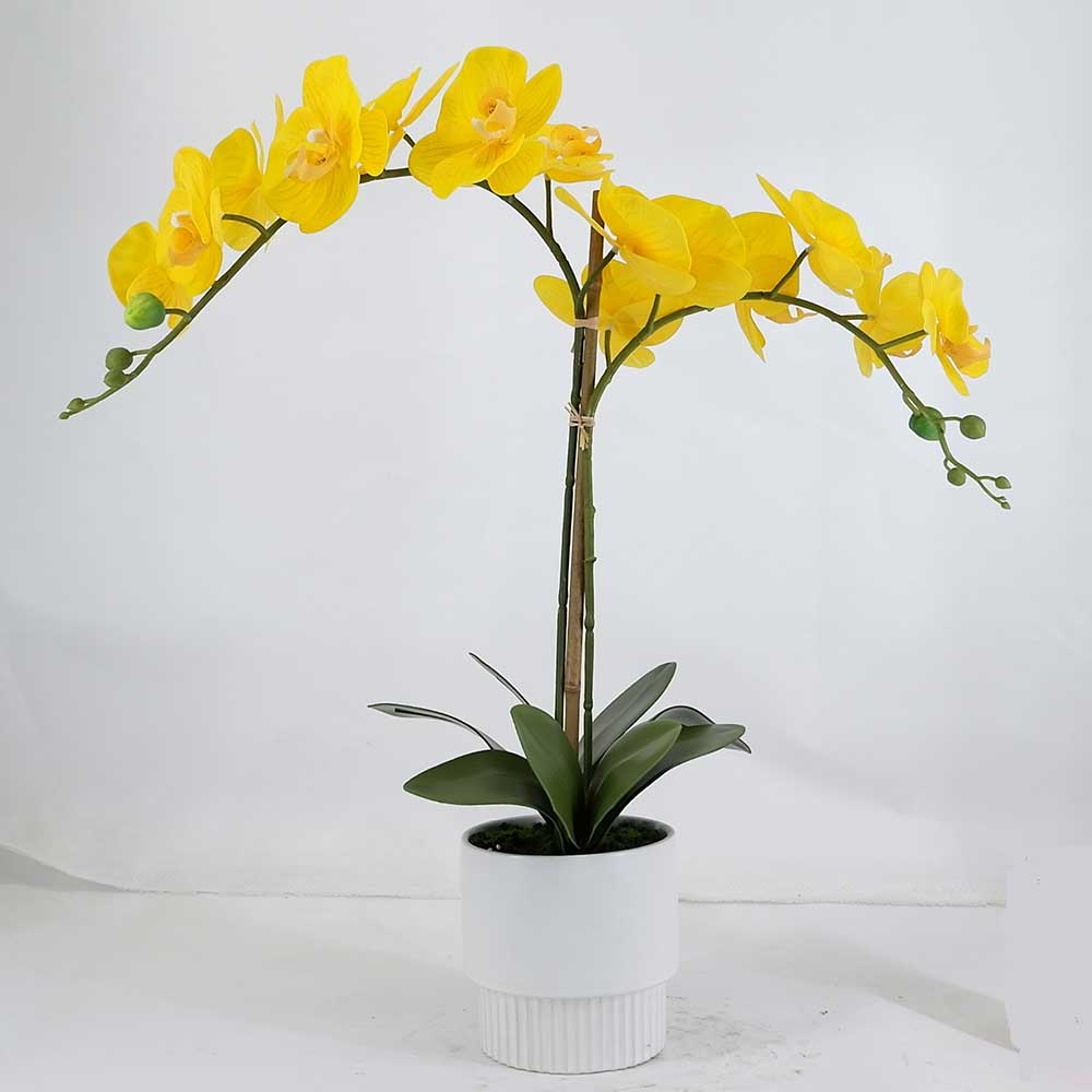 MC20-8725P Orchid