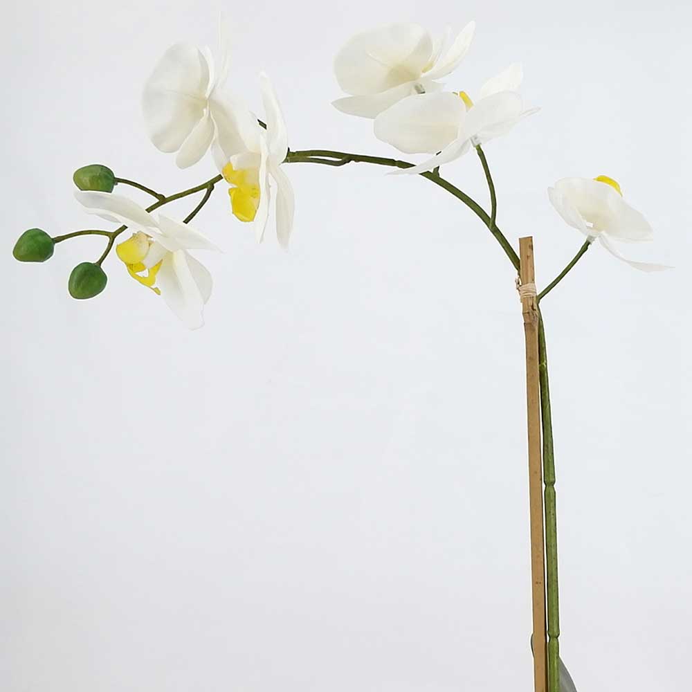 MC20-8477S Orchid