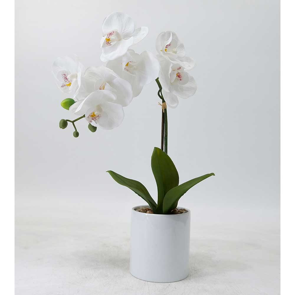 MC20-9393P Orchid