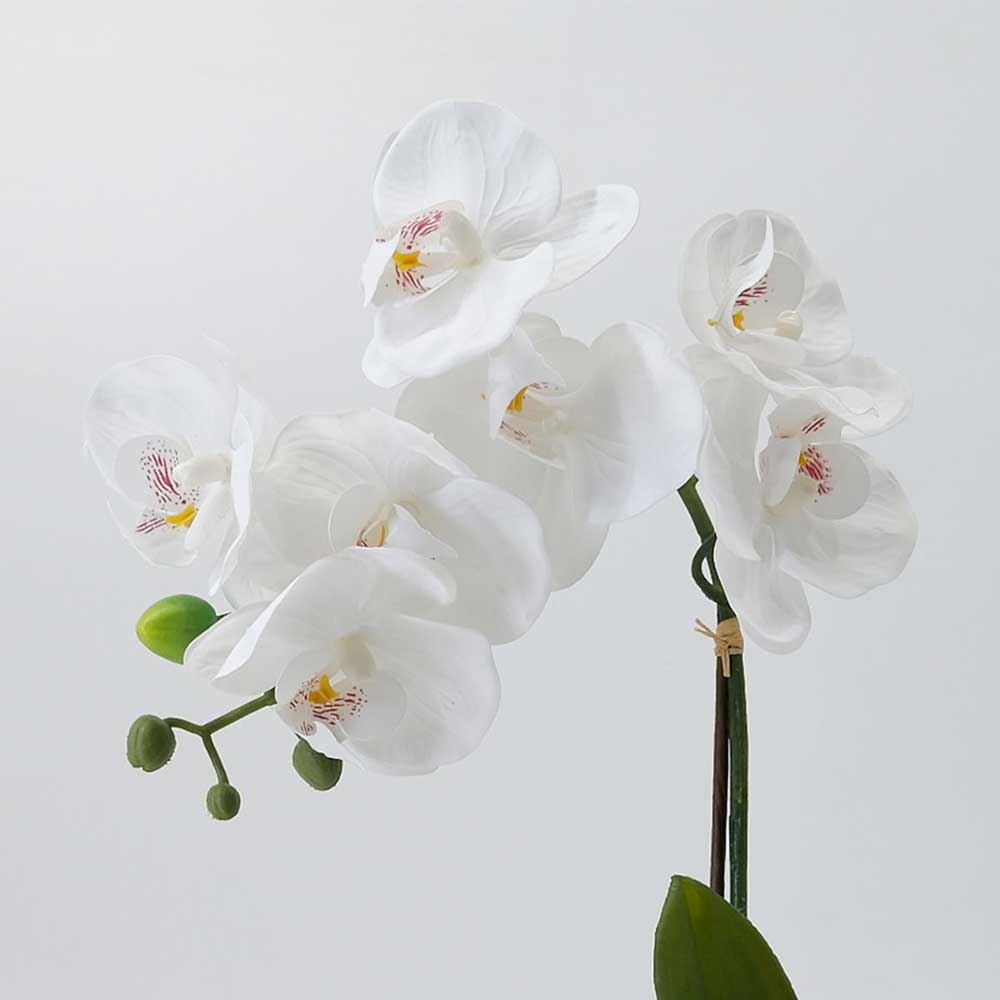 MC20-9393P Orchid