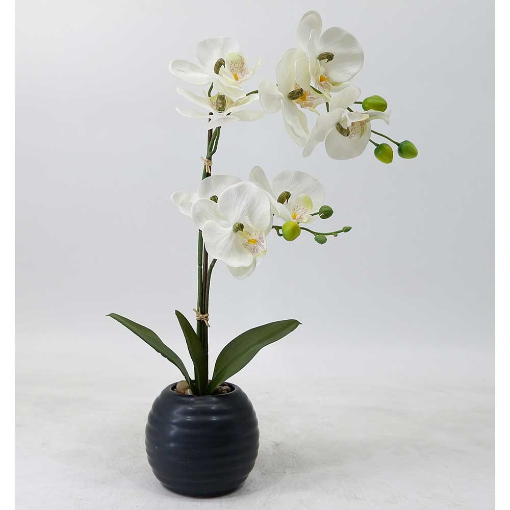 MC21-10055P Orchid