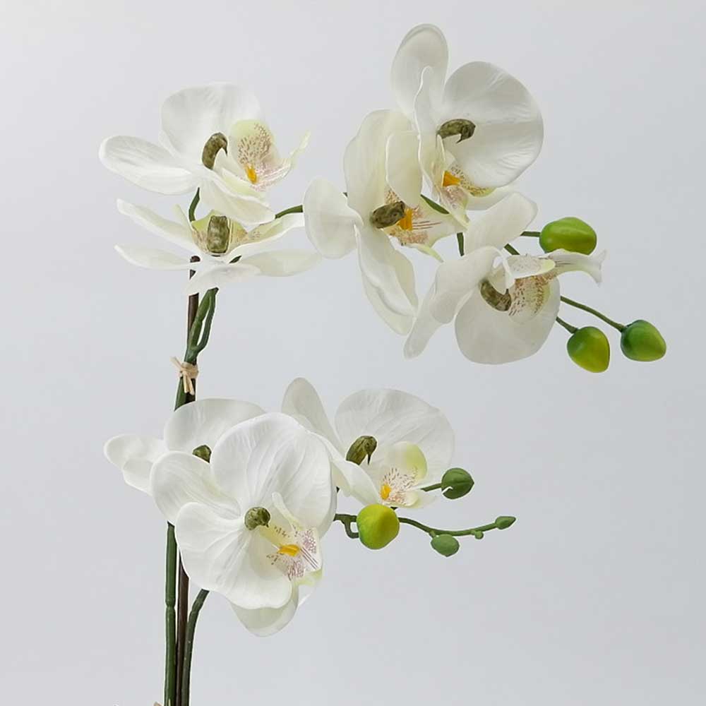 MC21-10055P Orchid