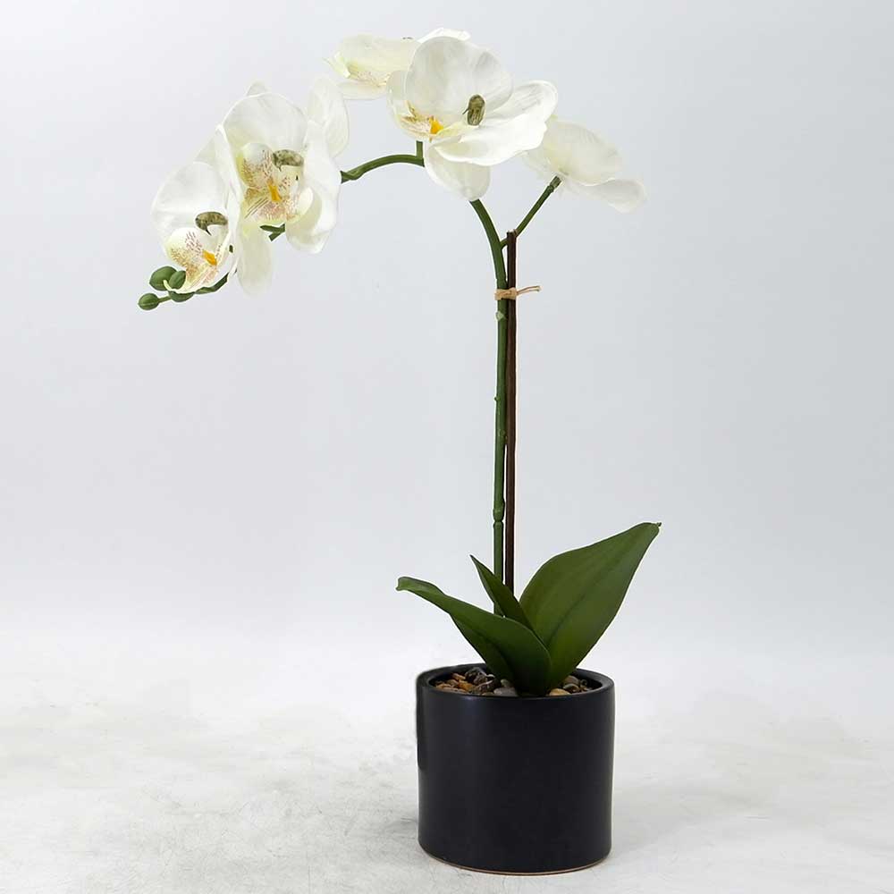 MC21-10056P Orchid