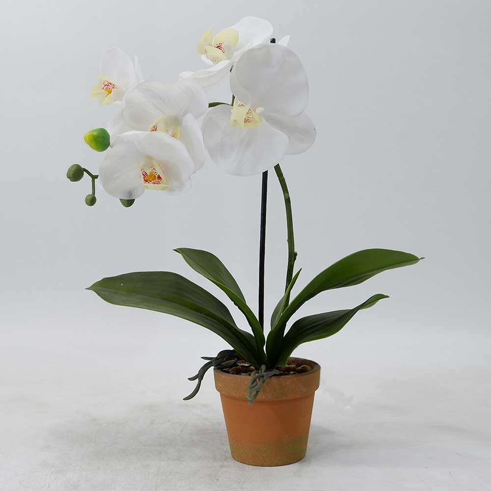 MC21-10341P Orchid