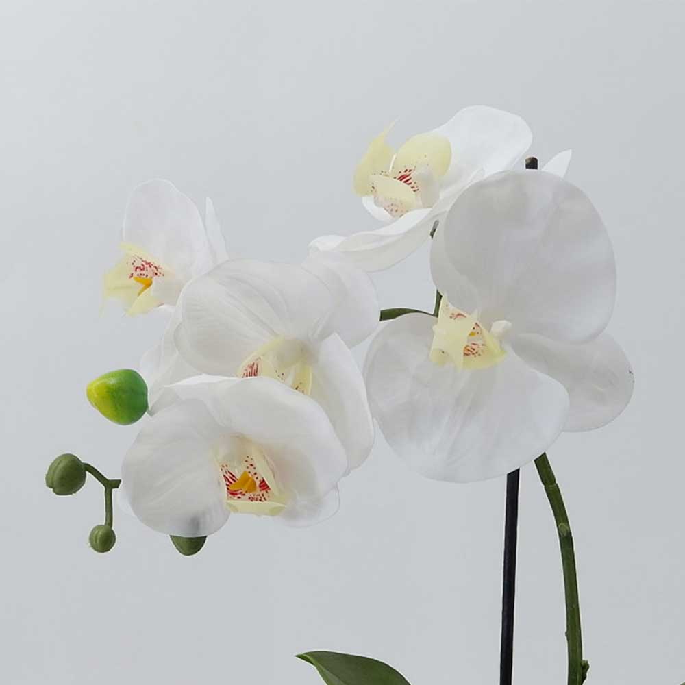 MC21-10341P Orchid