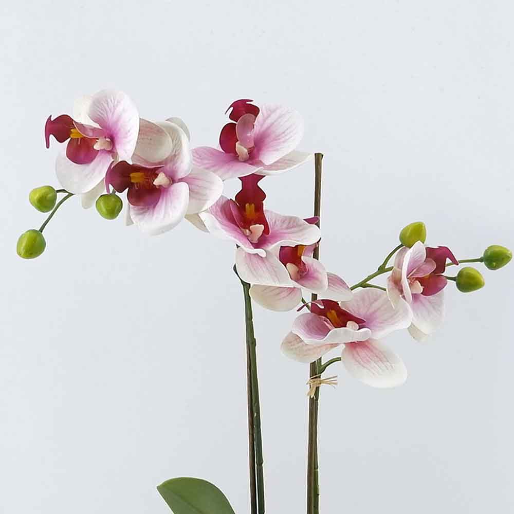 MC21-11176P Orchid