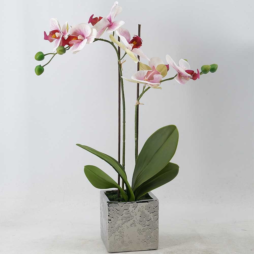 MC21-11211P Orchid