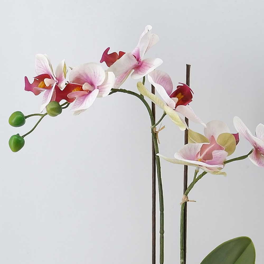 MC21-11211P Orchid