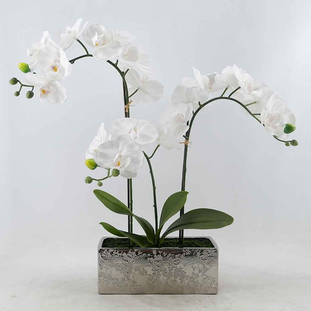 MC21-11212P Orchid