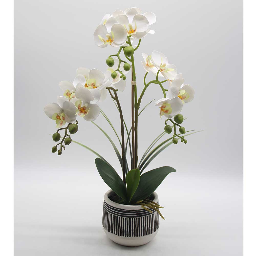 MC0039 Orchid