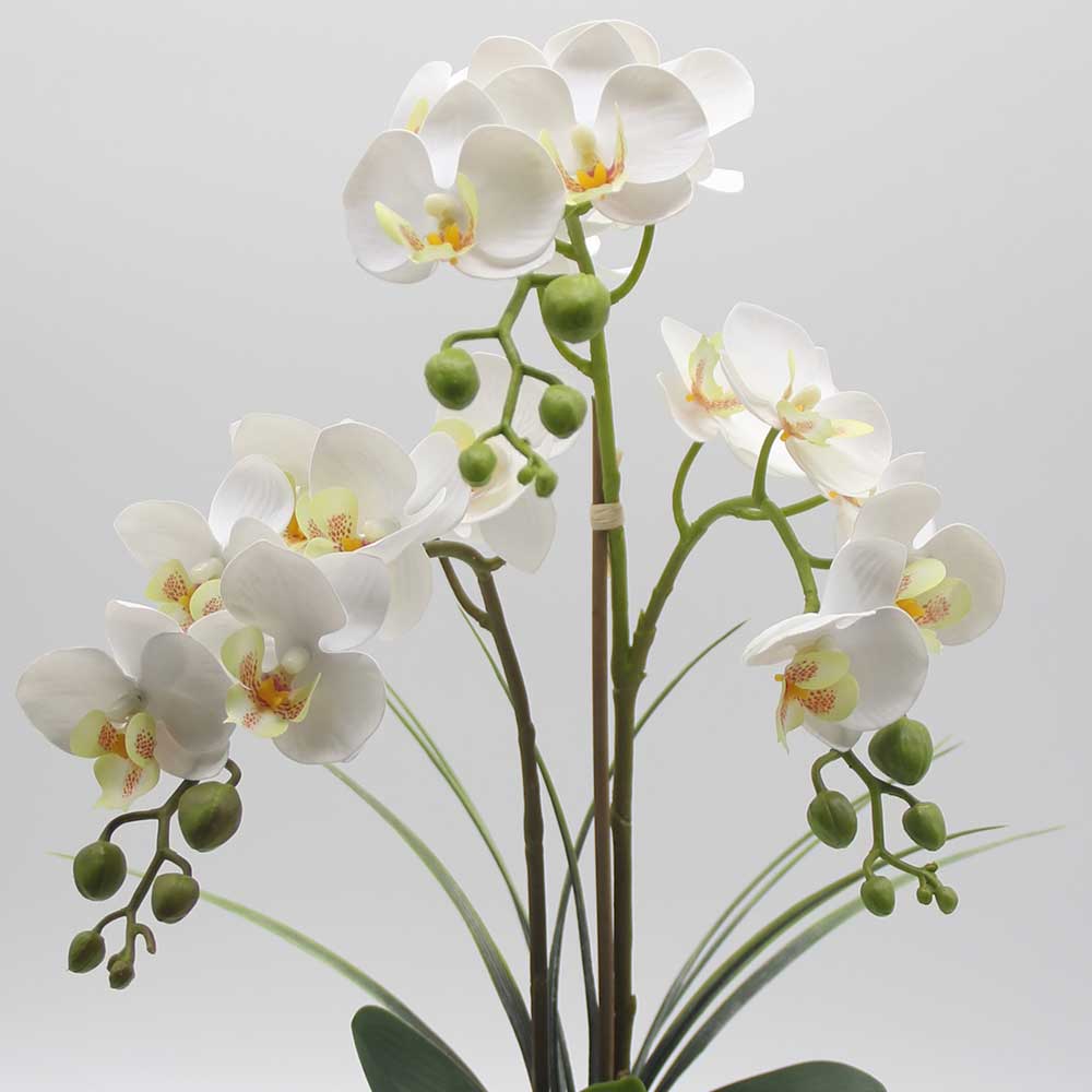 MC0039 Orchid