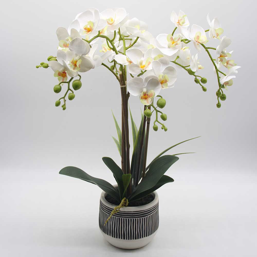 MC0040 Orchid