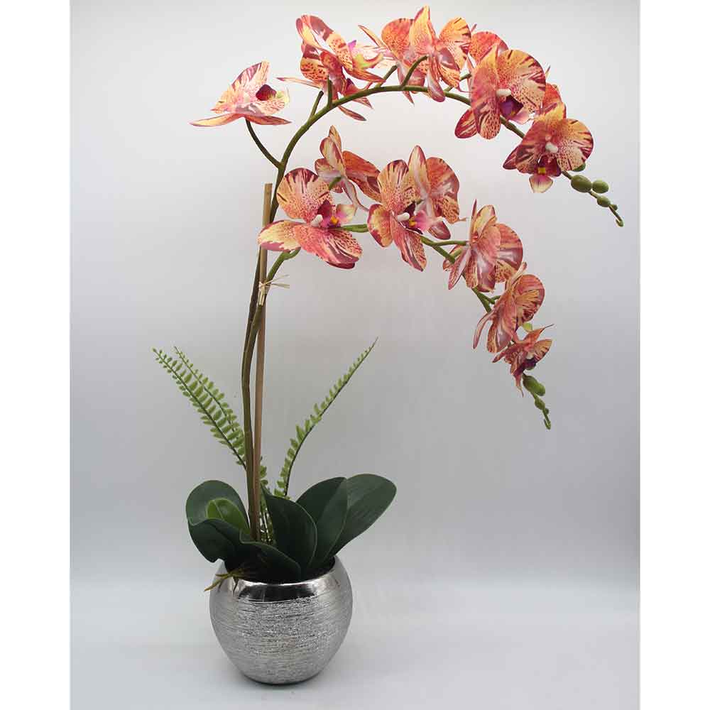 MC0043 Orchid