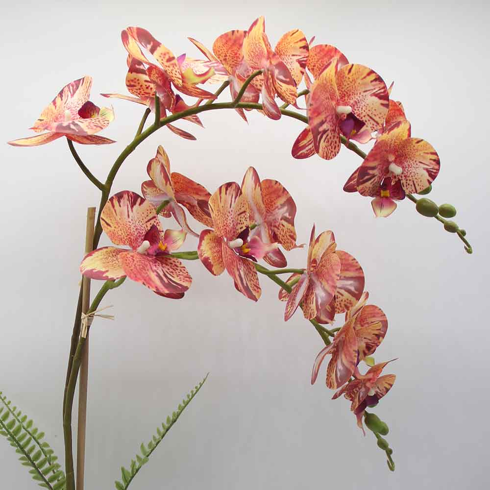 MC0043 Orchid