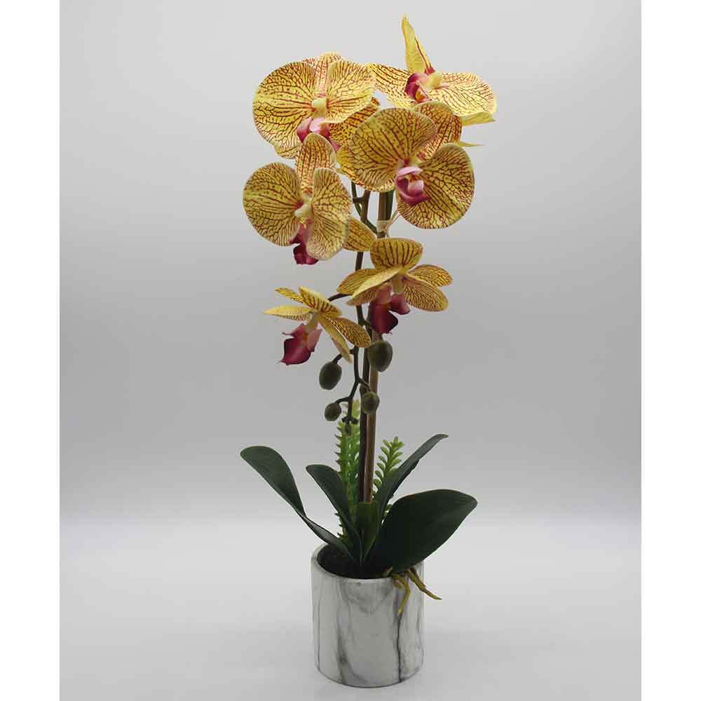 MC0045 Orchid