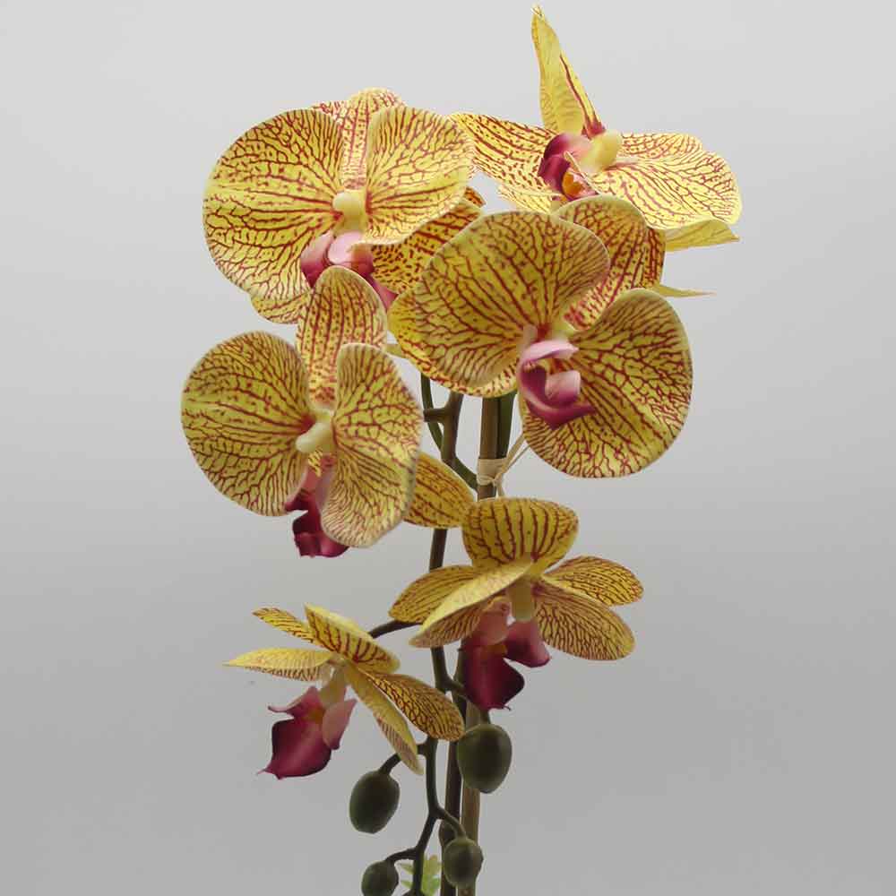 MC0045 Orchid