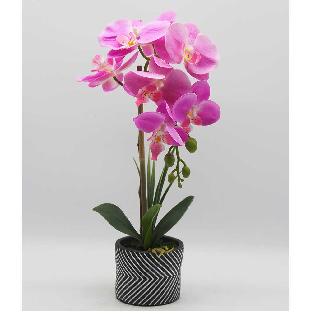 MC0304 Orchid