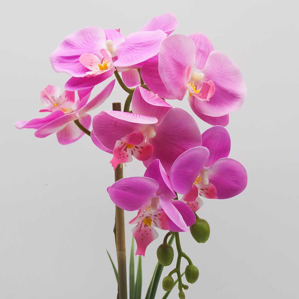 MC0304 Orchid