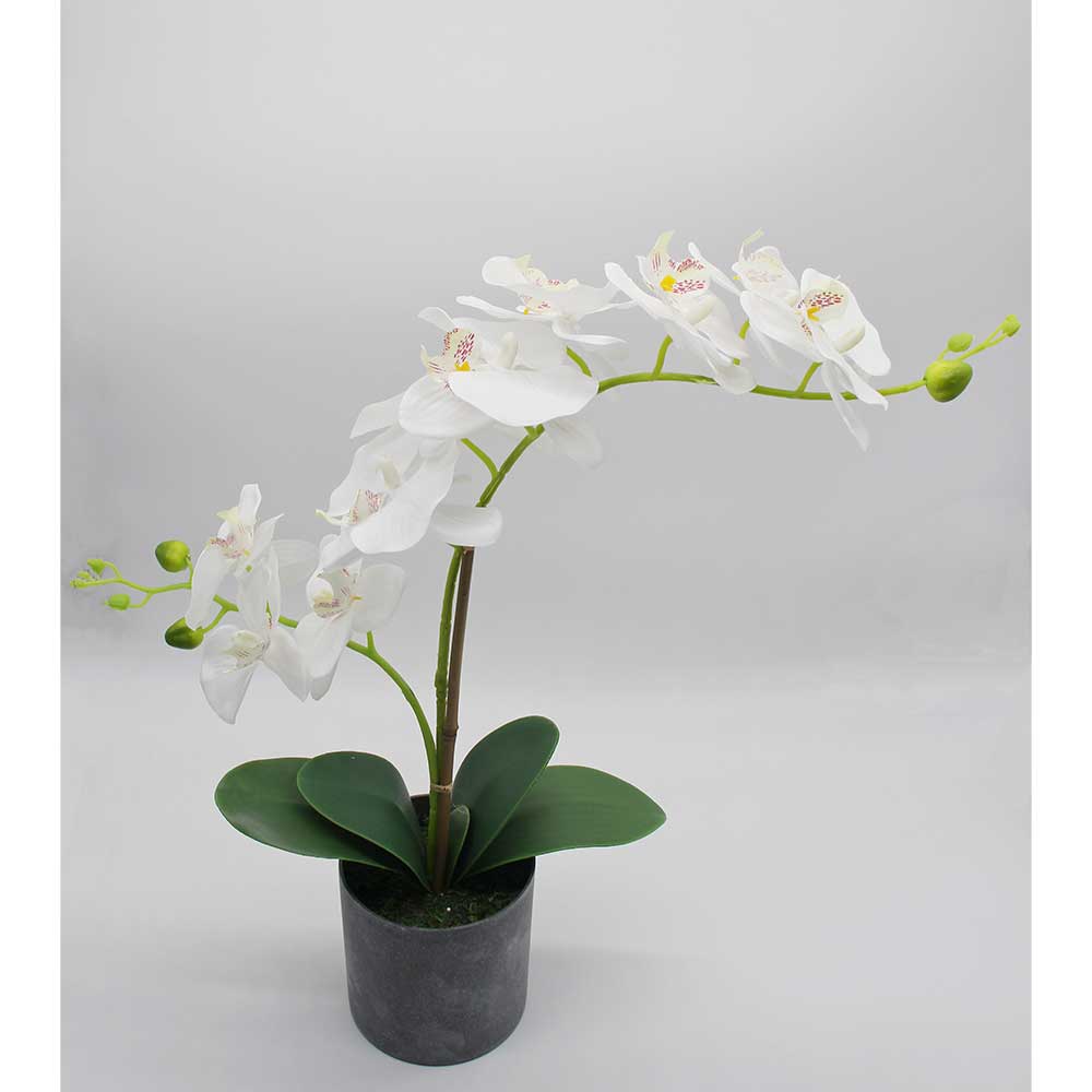 MC2858 Orchid