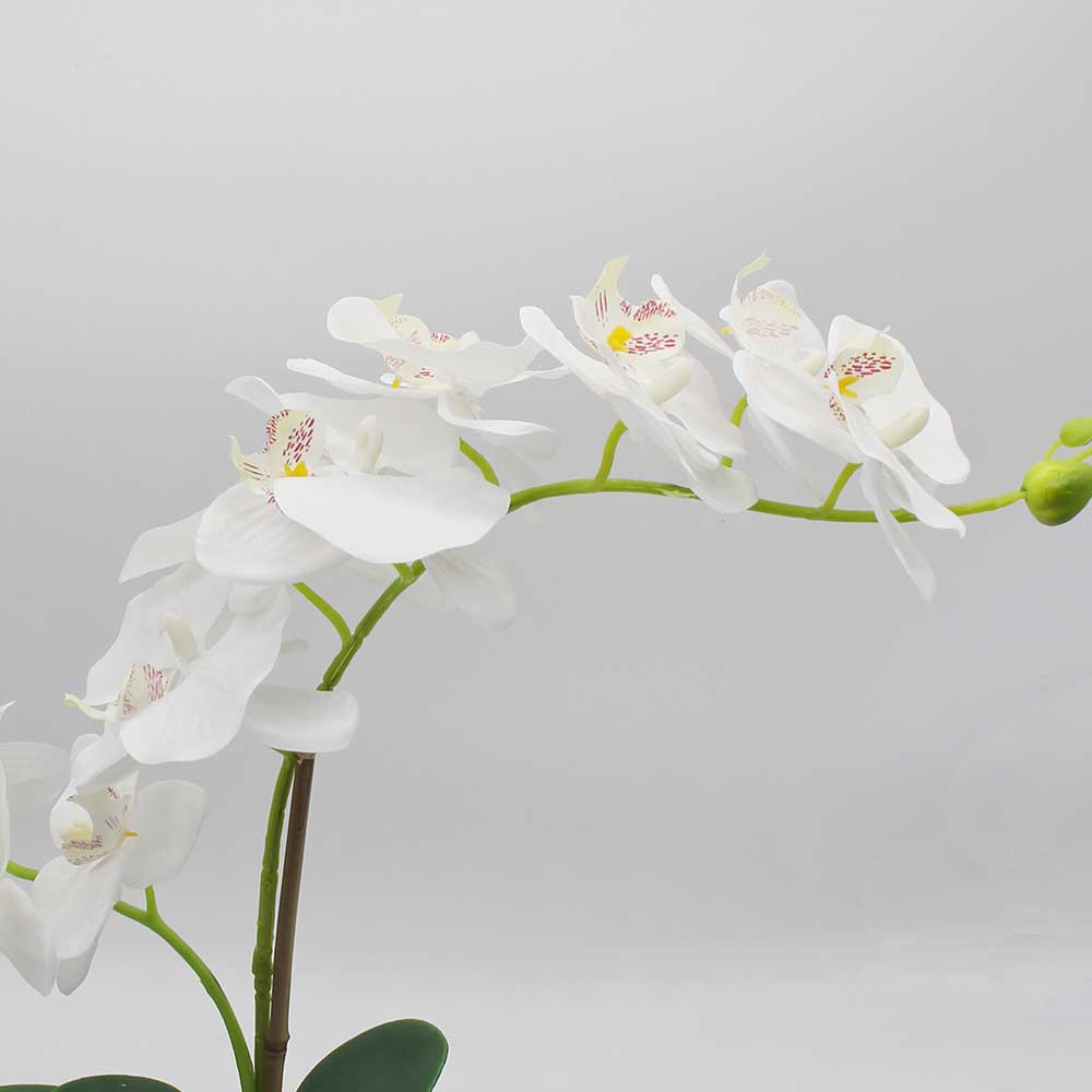 MC2858 Orchid