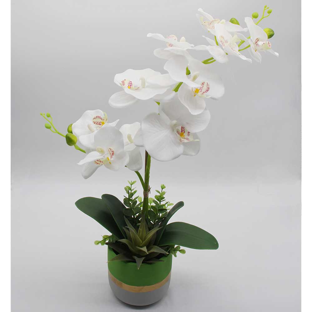 MC2861 Orchid