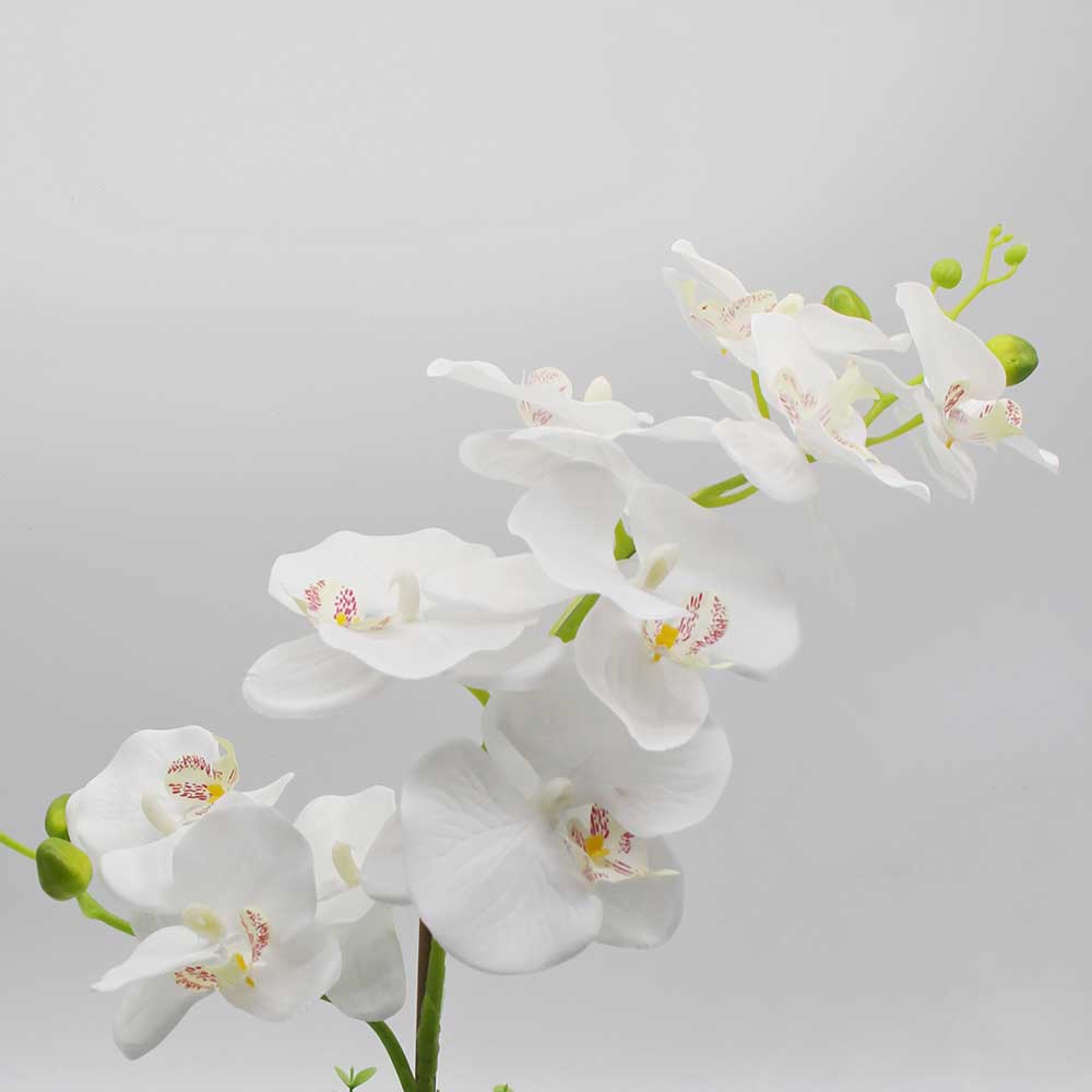 MC2861 Orchid